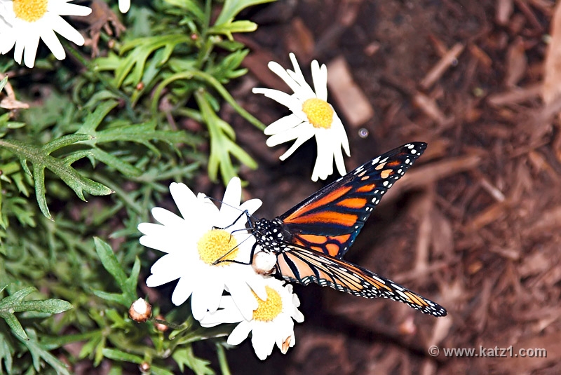BZ Butterfly 3